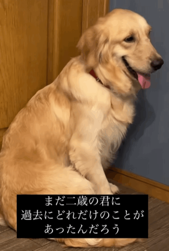 まだ2歳なのに…（@second.peace.0707さんより提供）