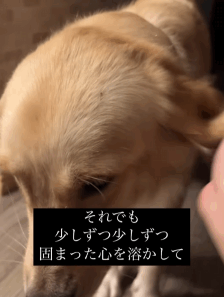 それでも少しずつ…（@second.peace.0707さんより提供）