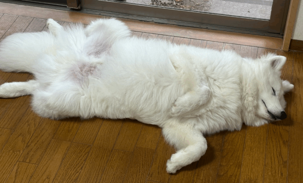 ゴロゴロするさだはるくん（@sadaharu__0905さんより提供）