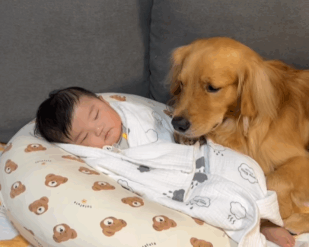 息子さんに寄り添うピノくん（@pino_abema2さんより提供）