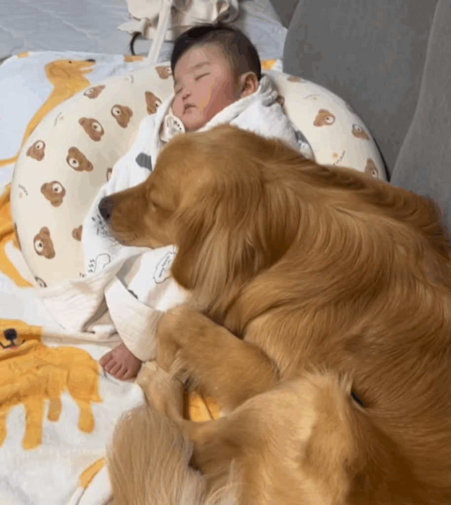 一緒にお昼寝（@pino_abema2さんより提供）