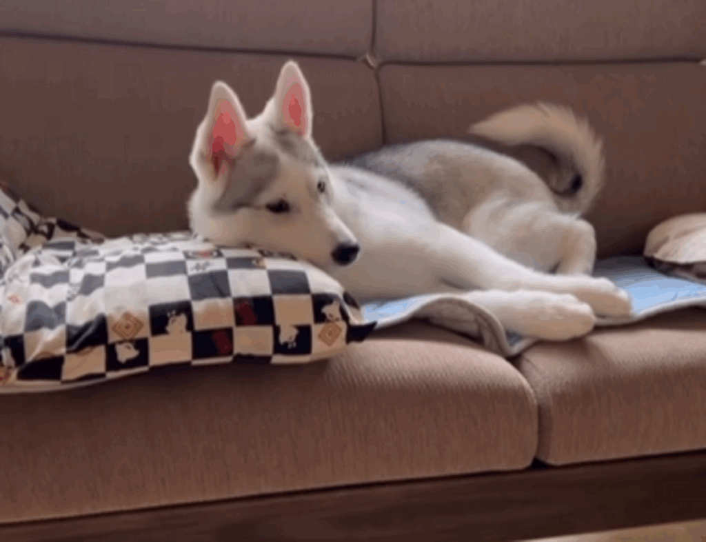 一人でしょんぼりするアシㇼちゃん（@miya.manetさんより提供）