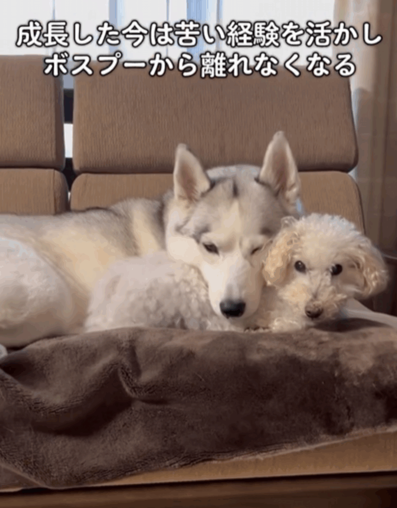 今では…（@miya.manetさんより提供）