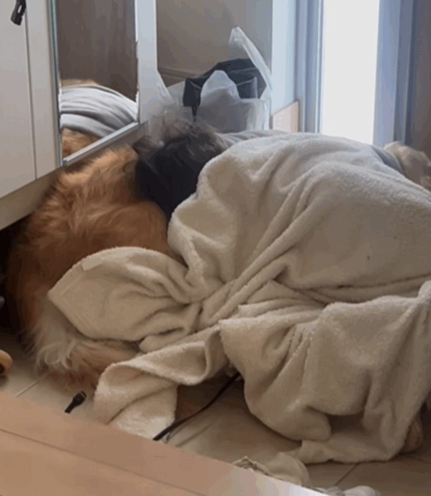 玄関には…（@kinako_3brosさんより提供）