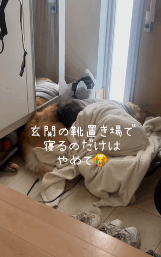 玄関の靴置き場でグッスリ（@kinako_3brosさんより提供）