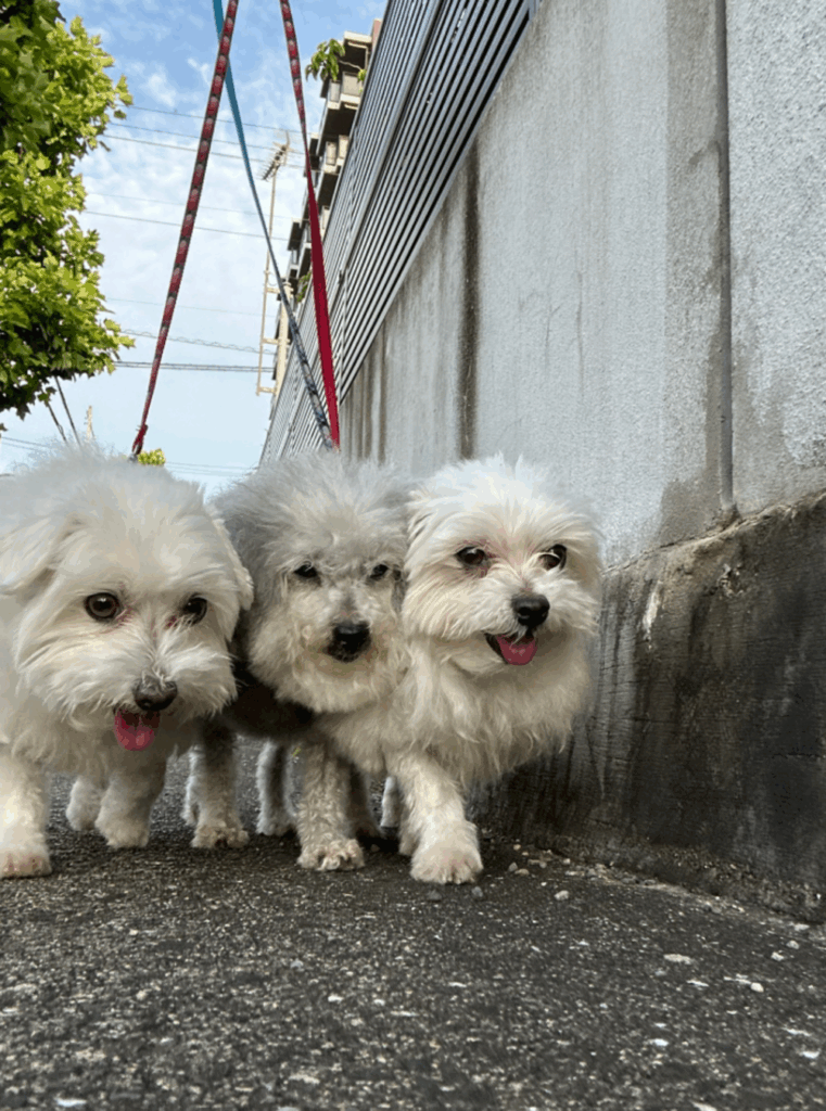 他のワンちゃんたちとお散歩（@9Z8lquSv8B3FMpNさんより提供）