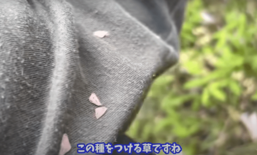 種が服に付く（@kenzosanさんより提供）