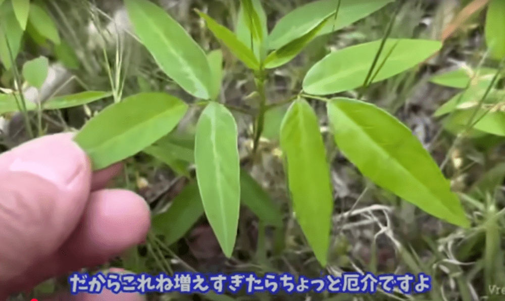 アレチヌスビトハギ（@kenzosanさんより提供）