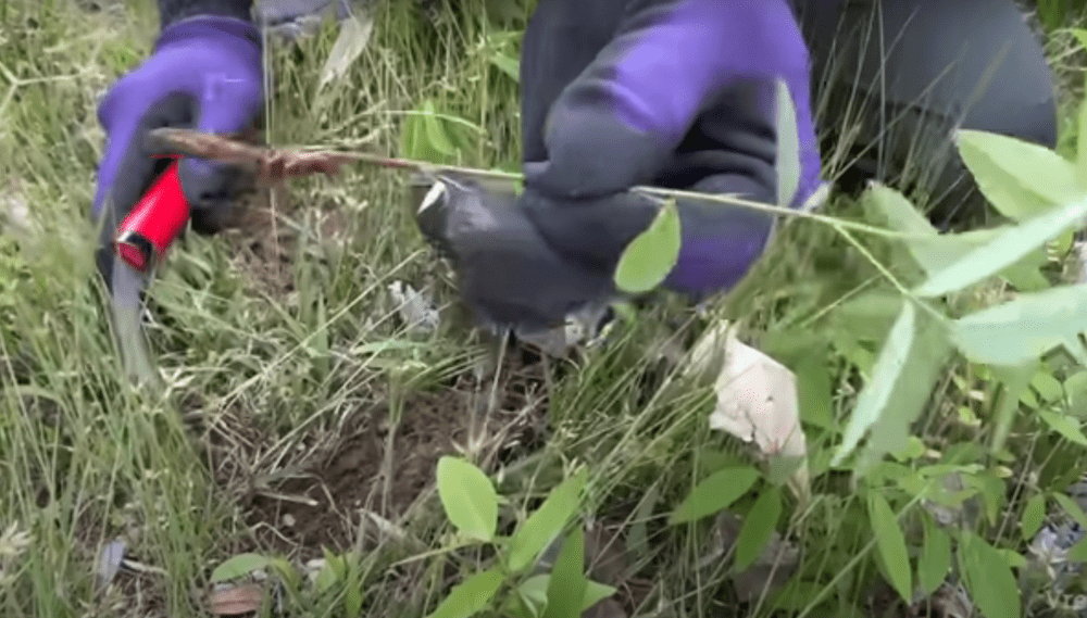 【実際の写真5枚】　草の様子