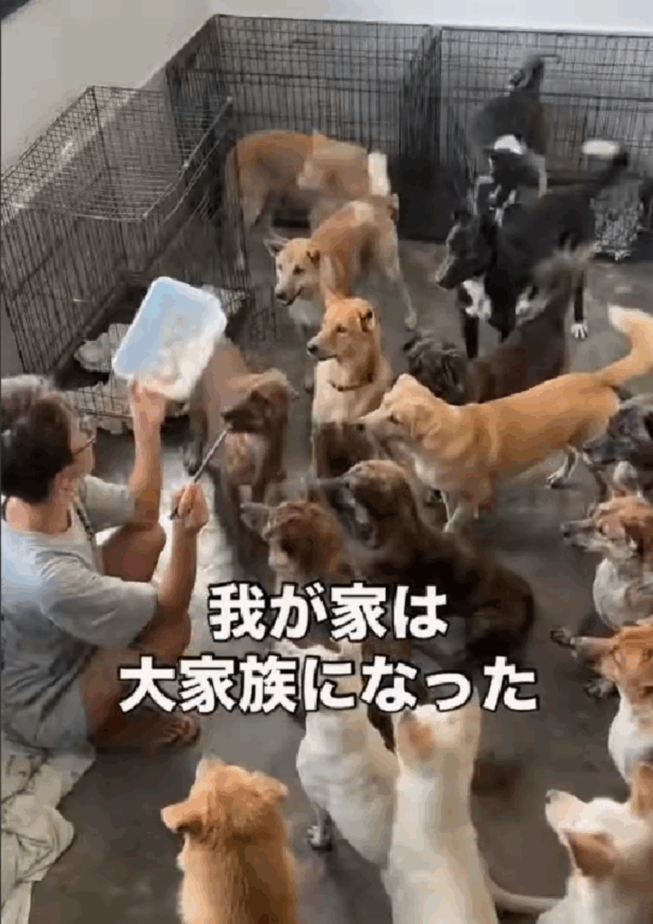 ワンちゃんたちとのにぎやかな日々（@pan._.hanaさんより提供）