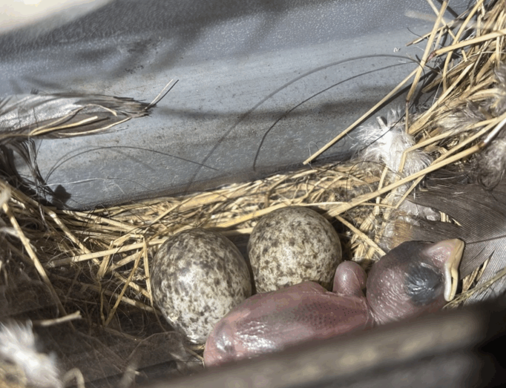 孵ったのは1羽だけだった（@lichemon5さんより提供）