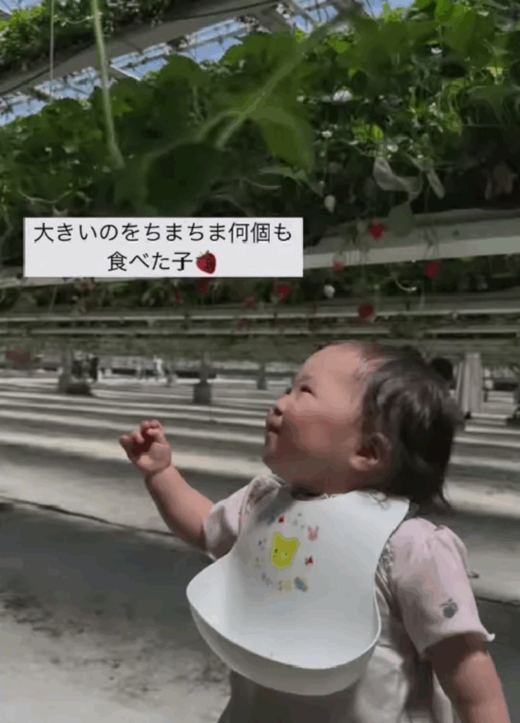 大好きなイチゴに囲まれ嬉しそう（@girl_twingirlsさんより提供）