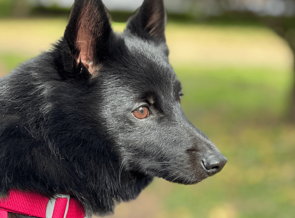 すっかり甘えん坊に（@gomame0210さんより提供）