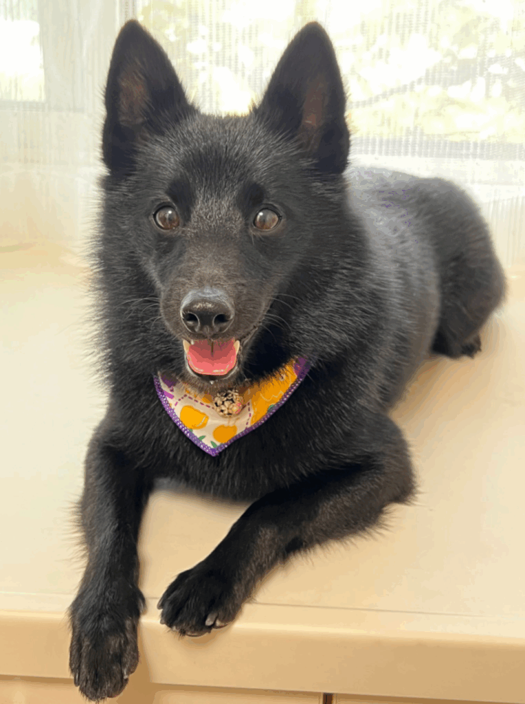 シュッとした姿に成長（@gomame0210さんより提供）