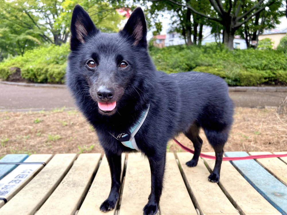 2歳頃から落ち着いてきた（@gomame0210さんより提供）