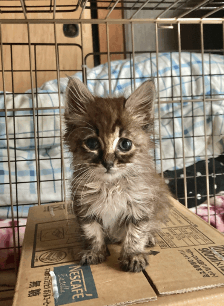 【実際の写真2枚】　１年後の様子