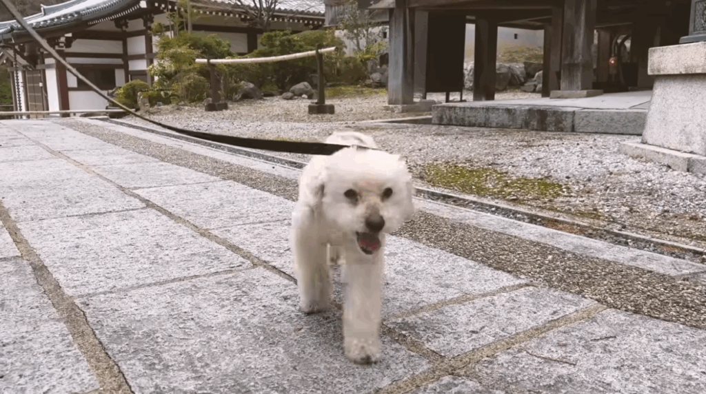 愛犬のモカちゃん（＠watamoca
さんより提供）