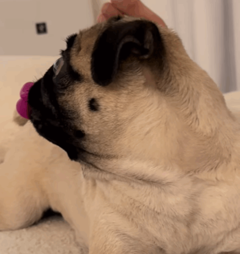 横向き（@nicomaru_pugさんより提供）