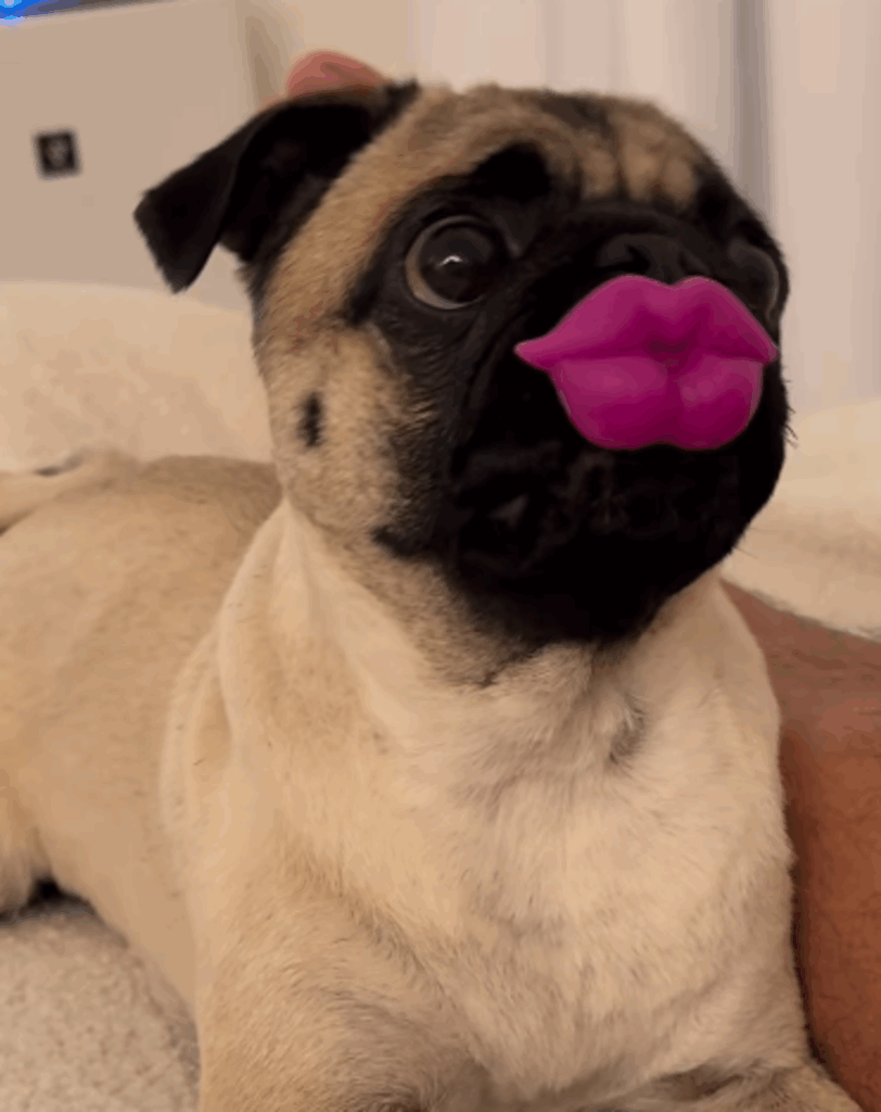 おしゃぶりが似合うにこまるちゃん（@nicomaru_pugさんより提供）