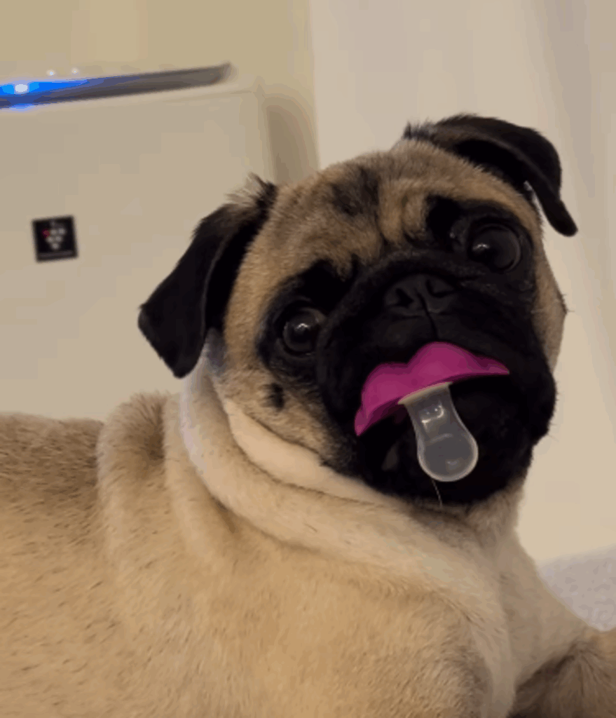 別のくわえ方をすることも（@nicomaru_pugさんより提供）