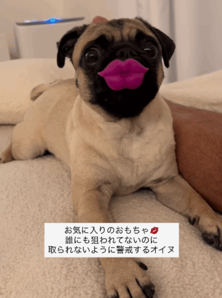 おもちゃを取られないように警戒中（@nicomaru_pugさんより提供）