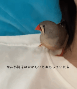 小鳥を肩に乗せた飼い主　様子がおかしいと思った瞬間！？驚きの出来事に「人類初だと思う」「爆泣き映像」「愛おしい」