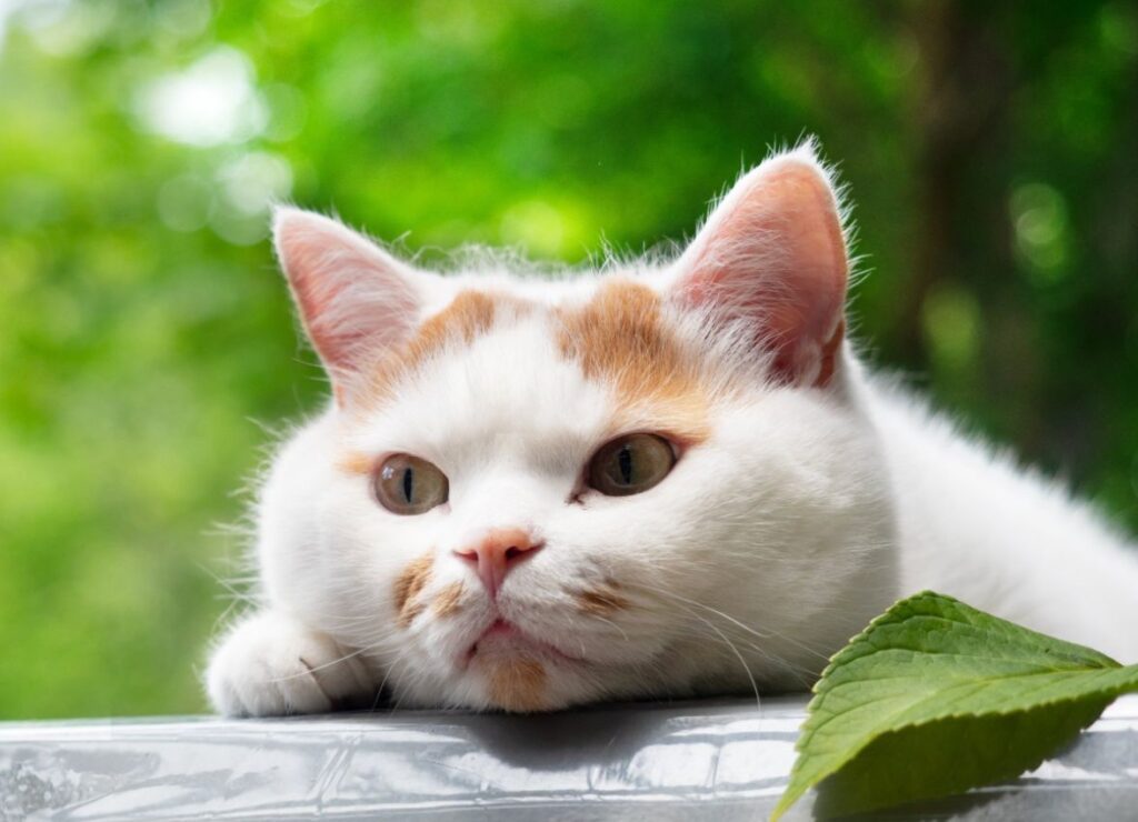 メイくん（＠marco74444さんより提供）