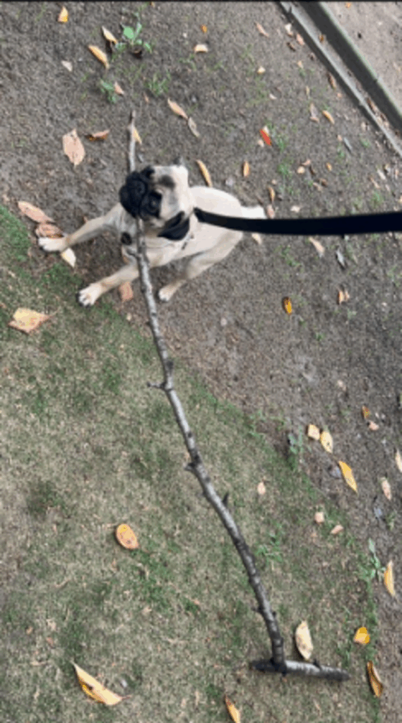 【実際の写真】　飼い主さんが見た光景