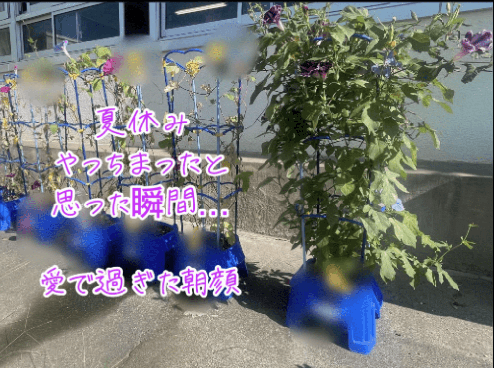 圧倒的に生い茂る朝顔（@kana166949さんより提供）