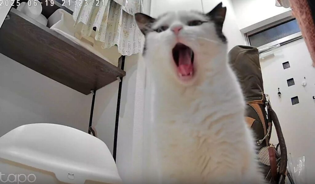 大あくび（＠_neko___sさんより提供）