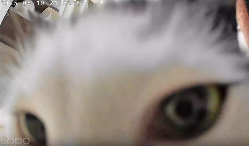 ドアップ（＠_neko___sさんより提供）