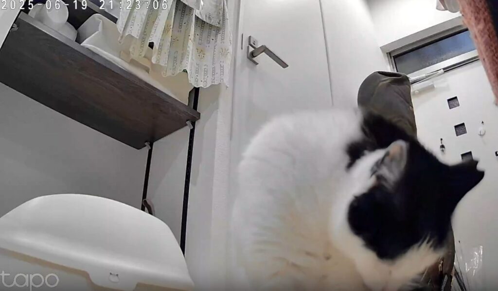 【実際の写真6枚】　飼い主さんが見た光景