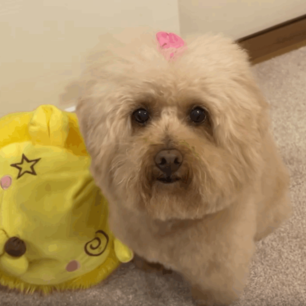 女の子からプレゼントされた花びらを乗せて（＠manmaru_nene_miracooさんより提供）