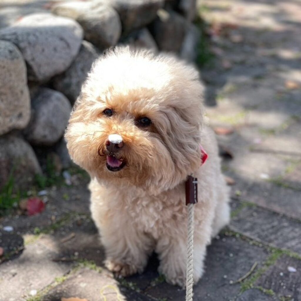 お散歩も大好き（＠manmaru_nene_miracooさんより提供）