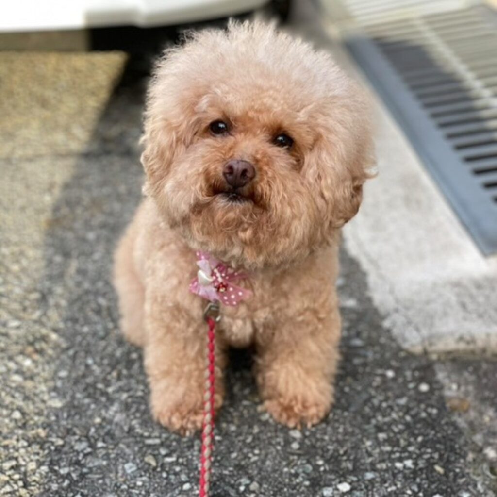 【実際の写真5枚】　飼い主さんが見た光景