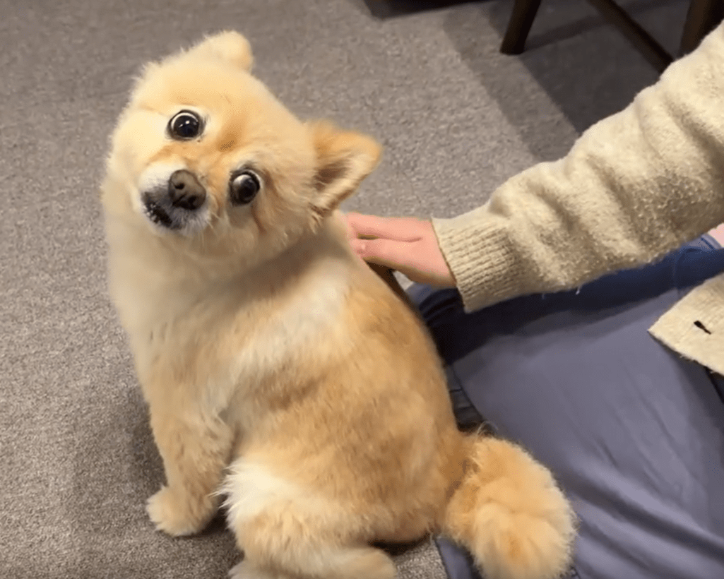 パパさんの気配に気づいた！（＠pome_pome_purinさんより提供）