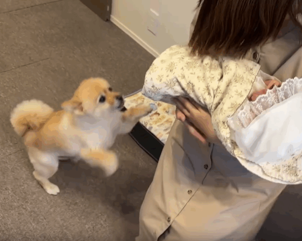 赤ちゃん、見せて～（＠pome_pome_purinさんより提供）