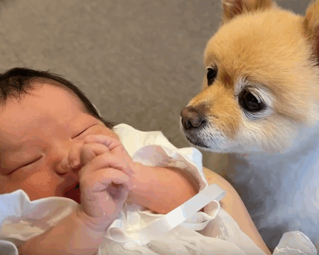 赤ちゃんって可愛い（＠pome_pome_purinさんより提供）