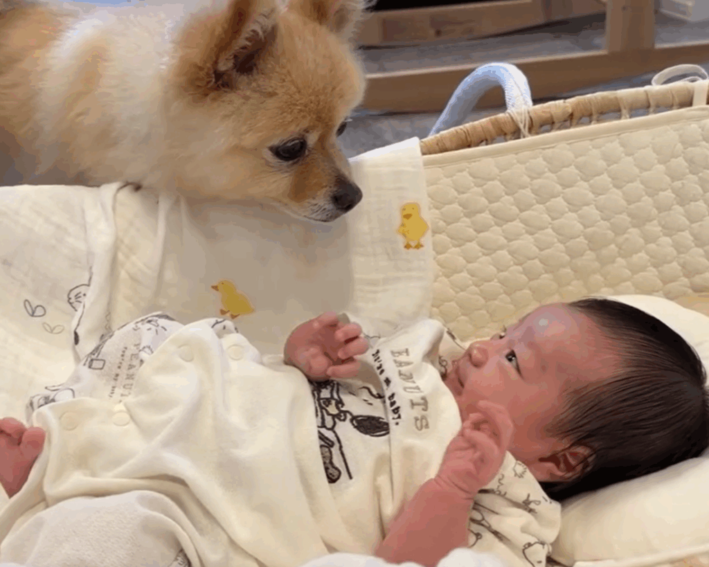 ボクがずっと守ってあげるね（＠pome_pome_purinさんより提供）