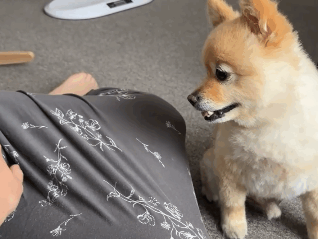 もう赤ちゃんは入っていないね（＠pome_pome_purinさんより提供）