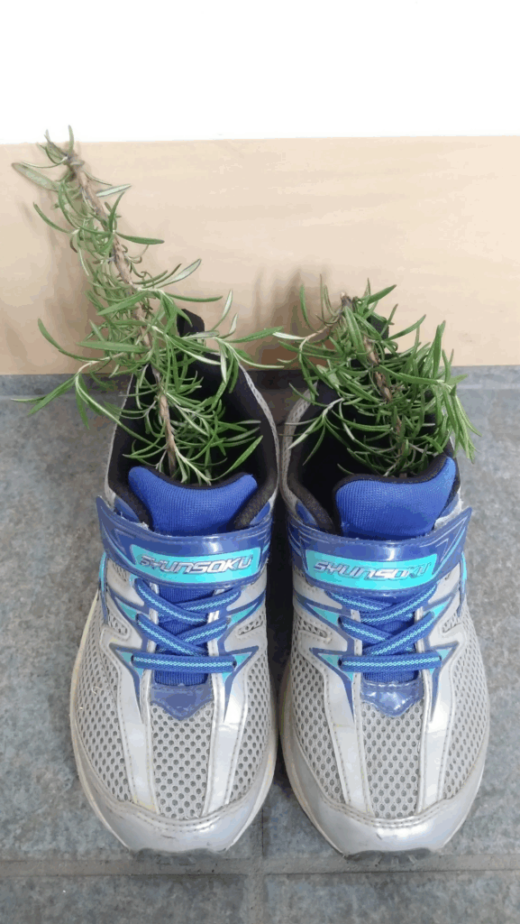 白い靴にローズマリー（@yuki_aromama.lifeさんより提供）