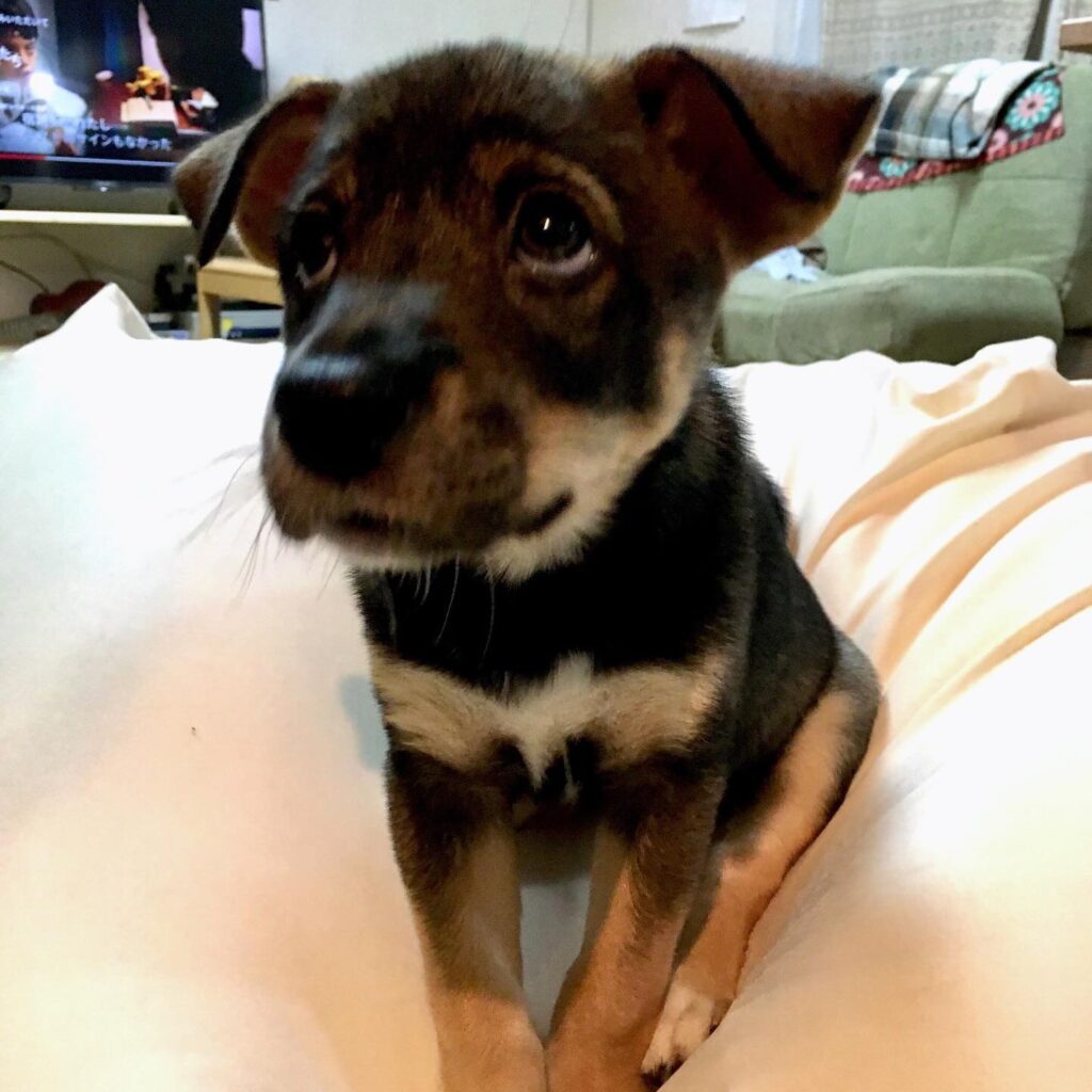 子犬の頃はやんちゃでした（＠marutoissho2020さんより提供）