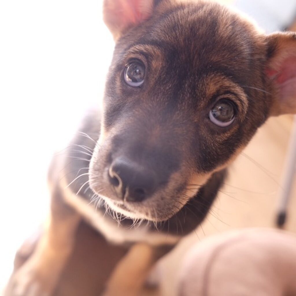 【実際の写真6枚】　５年後の成長した姿
