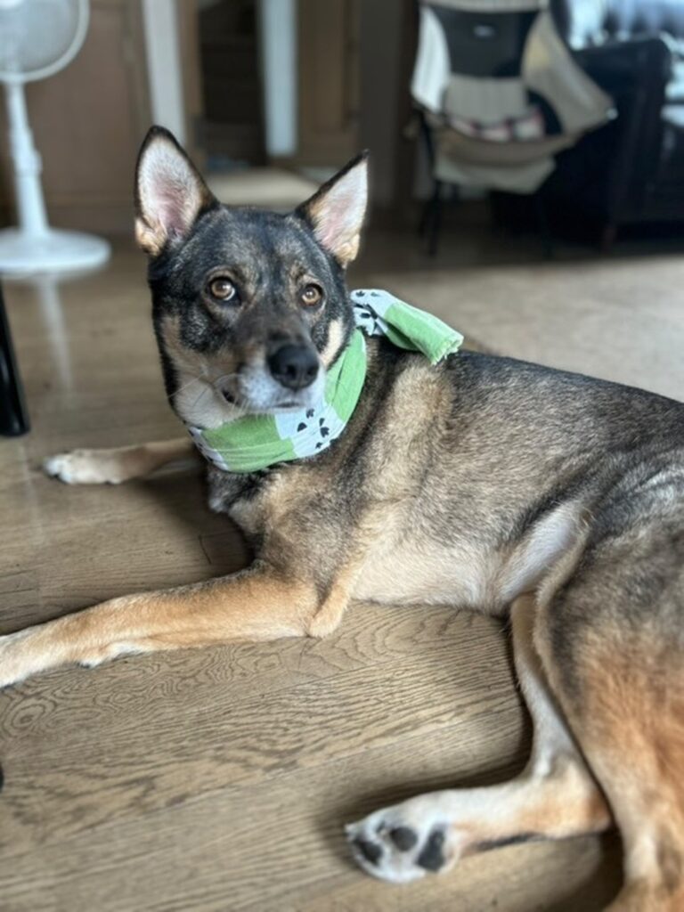 今では体重も20kg超え（＠marutoissho2020さんより提供）