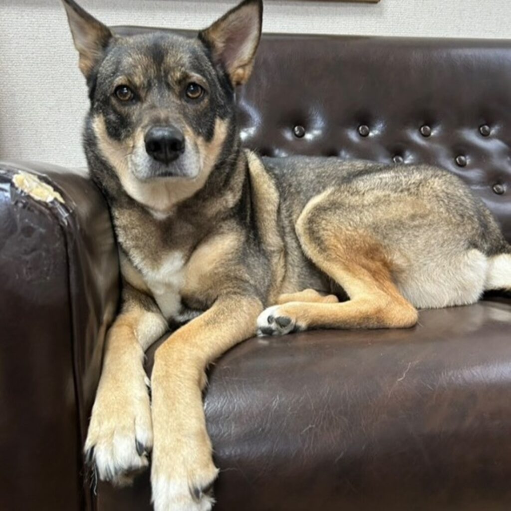 ソファーでくつろぐのがお気に入り（＠marutoissho2020さんより提供）