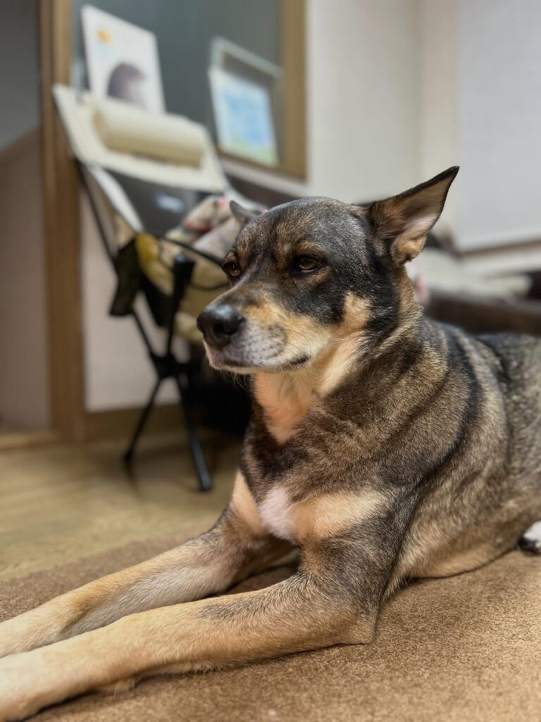 とても凛々しい美人さんです（＠marutoissho2020さんより提供）