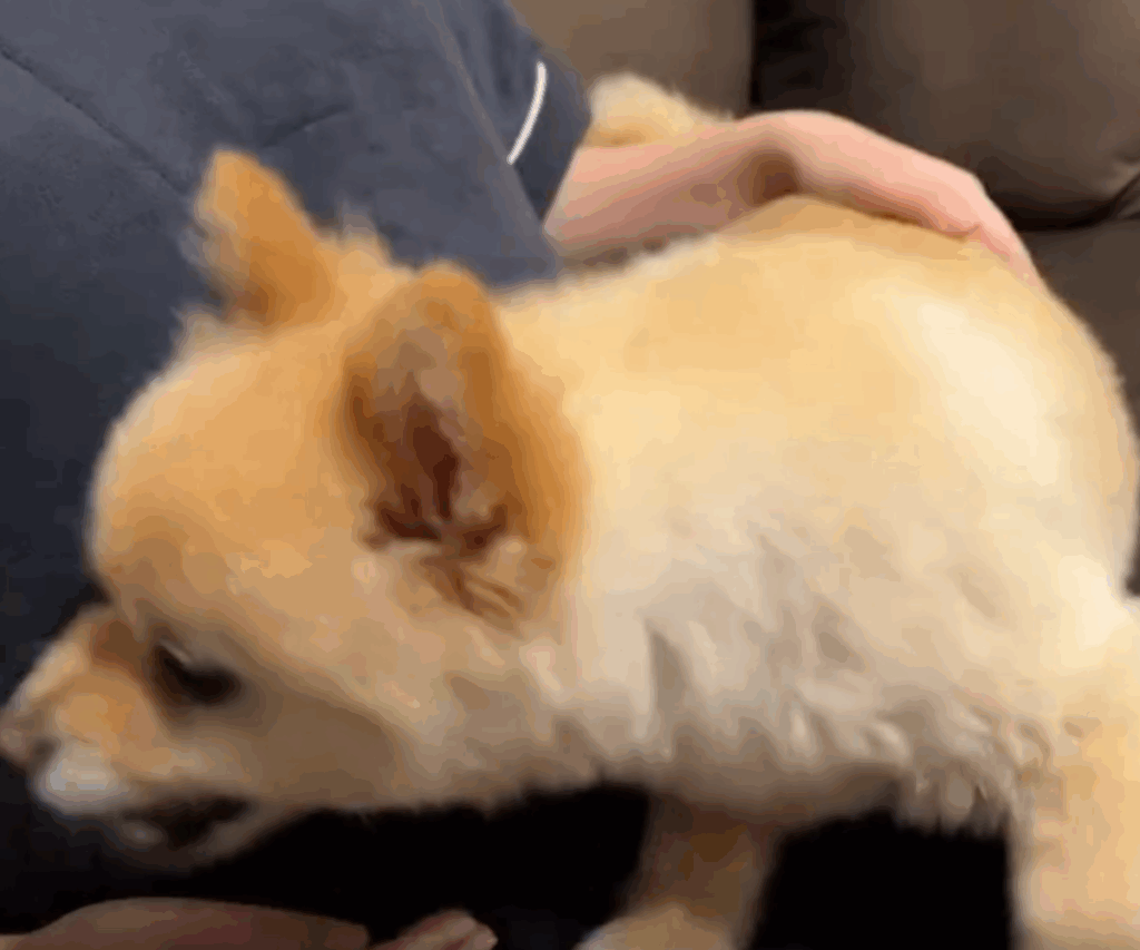 パパさんがお腹を触ろうとすると…手を振り払おうとします（＠pome_pome_purinさんより提供）