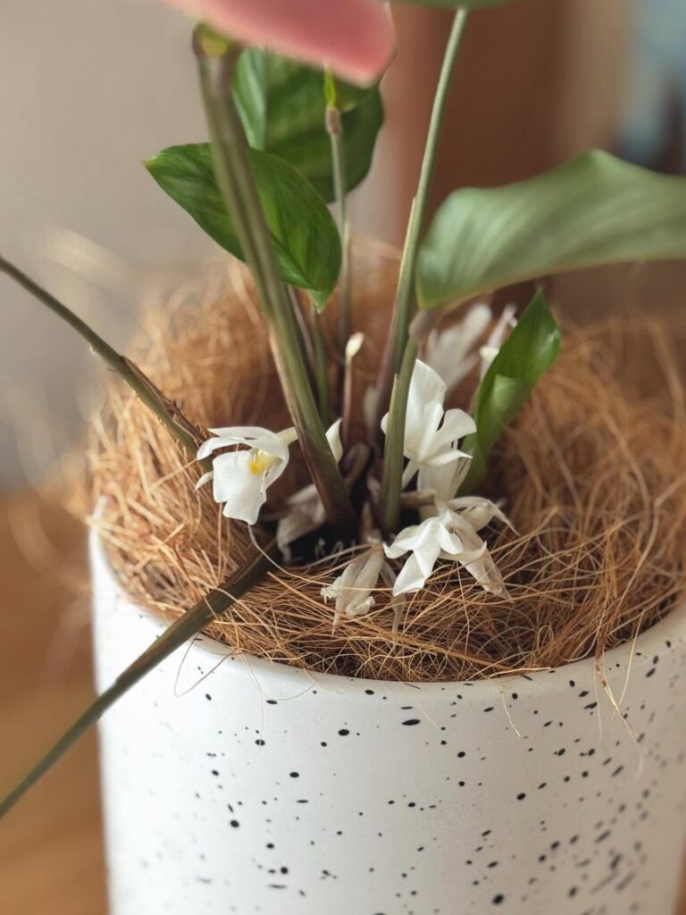 可愛い花が咲きました♪（＠raja_yai_roomさんより提供）