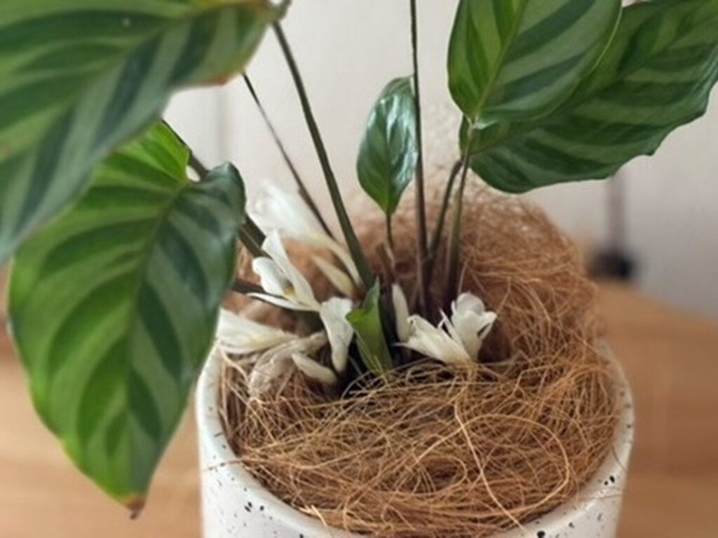 さわやかで甘い香りがします（＠raja_yai_roomさんより提供）