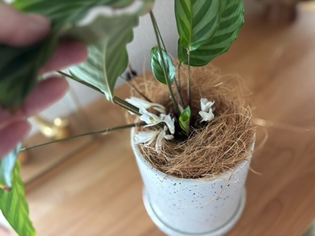 カラテアに突然の変化が…（＠raja_yai_roomさんより提供）